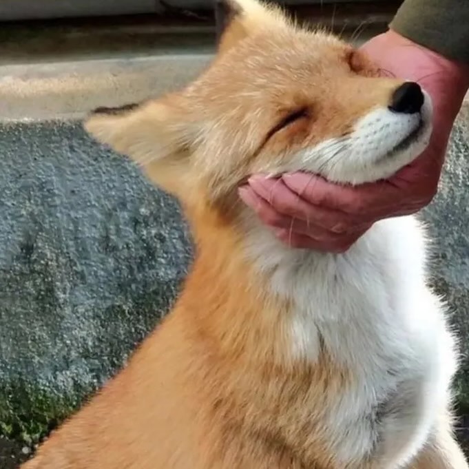 Foxito feliz siendo acariciado